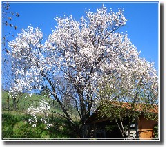 Mandorlo in fiore